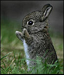 Click image for larger version

Name:	bunny.jpg
Views:	694
Size:	68.0 KB
ID:	2432